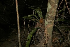 Asplenium australasicum