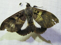 Ischyja neocherina