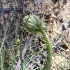 Calycoseris wrightii