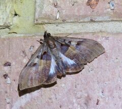 Ischyja neocherina