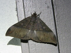 Ischyja neocherina