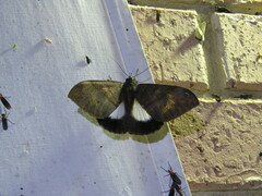 Ischyja neocherina