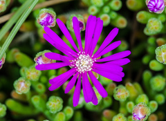 Drosanthemum
