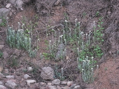 Pseudognaphalium affine