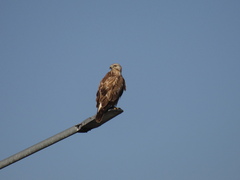 Buteo rufinus