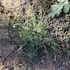 Calycoseris wrightii