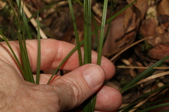 Carex brunnea