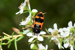 Castiarina bremei