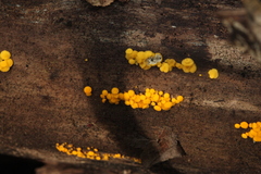 Calycina