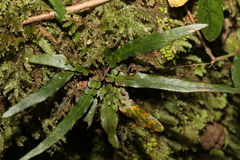 Asplenium attenuatum