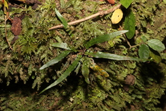 Asplenium attenuatum