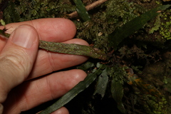 Asplenium attenuatum