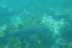 Carcharias taurus