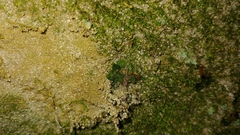 Dryopteris intermedia