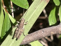 Phaulacridium vittatum