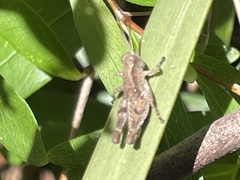 Phaulacridium vittatum