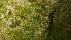 Dryopteris intermedia