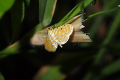 Notarcha aurolinealis