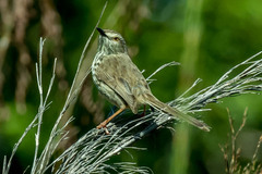 Prinia maculosa