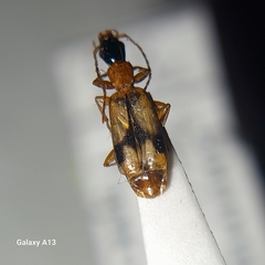 Demetrias imperialis