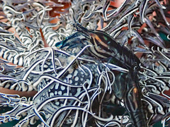 Synalpheus stimpsonii