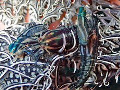 Synalpheus stimpsonii