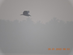 Nycticorax nycticorax