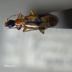 Demetrias imperialis