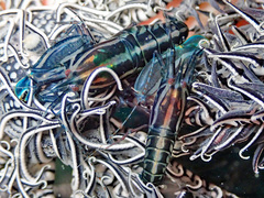 Synalpheus stimpsonii