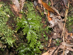 Hymenophyllum