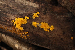 Calycina