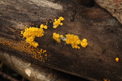 Calycina