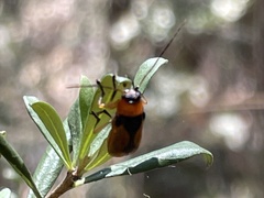 Aporocera