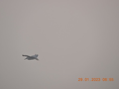 Nycticorax nycticorax