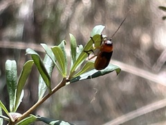 Aporocera