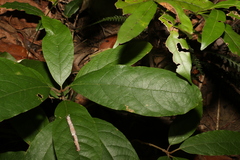 Gmelina leichhardtii