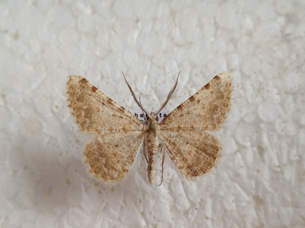 Gnopharmia cocandaria