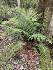 Polystichum proliferum