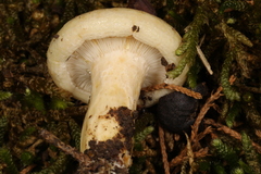 Lactarius yazooensis