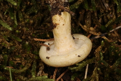 Lactarius yazooensis