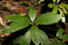 Gmelina leichhardtii