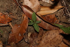 Pseuderanthemum variabile