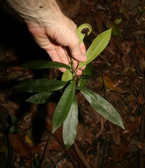 Baloghia inophylla