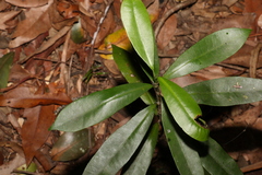 Baloghia inophylla