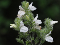 Isoglossa ciliata