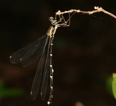 Episynlestes albicaudus