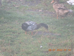 Anas platyrhynchos domesticus