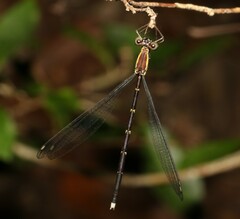 Episynlestes albicaudus