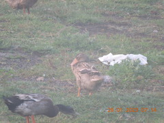 Anas platyrhynchos domesticus