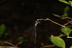 Episynlestes albicaudus